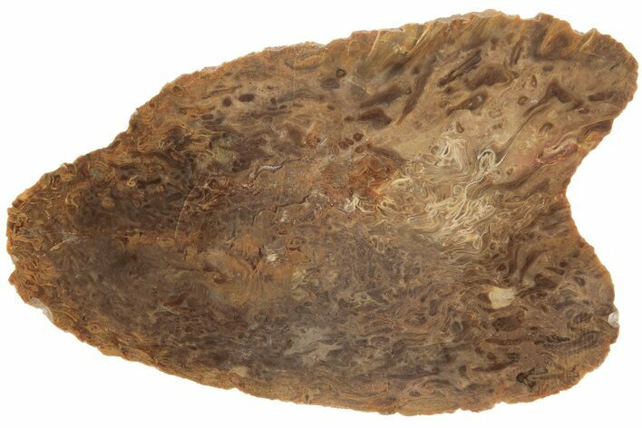 Polished, Jurassic Petrified Tree Fern (Osmunda) Slab - Australia #185161